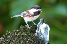 Chestnut-backed Chickadee